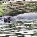 BWA NW Chobe 2016DEC04 River 088 : 2016, 2016 - African Adventures, Africa, Botswana, Chobe River, Date, December, Month, Northwest, Places, Southern, Trips, Year